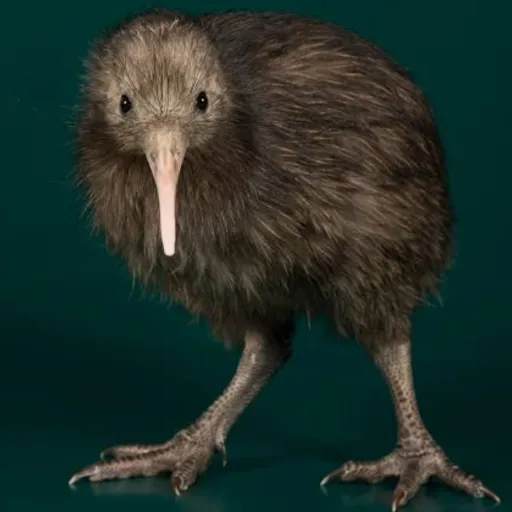 talkie's author avatar