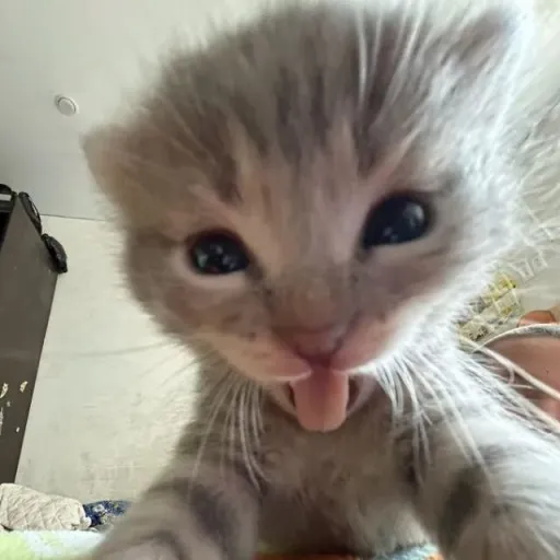 creator 🐀 peaches 🐀meow's avatar