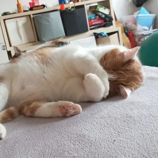 creator my cutie cat💋💋's avatar