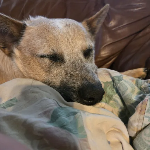 creator Izabella Tracy's avatar