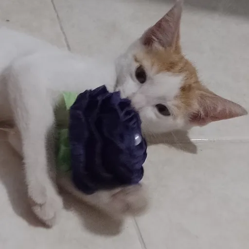 creator 💙💚Isabelita💙💚's avatar