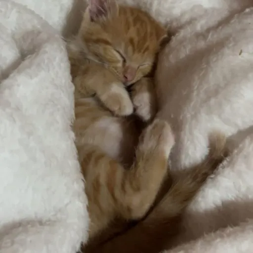 creator GVF's avatar