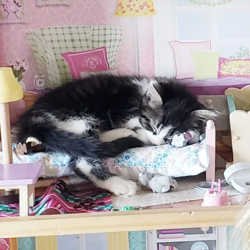 creator Kinsley and Kaylie's avatar