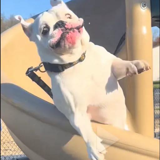 creator Want a BIBLE????'s avatar