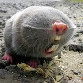 creator ThatOneBro🐐☦️🇨🇾's avatar