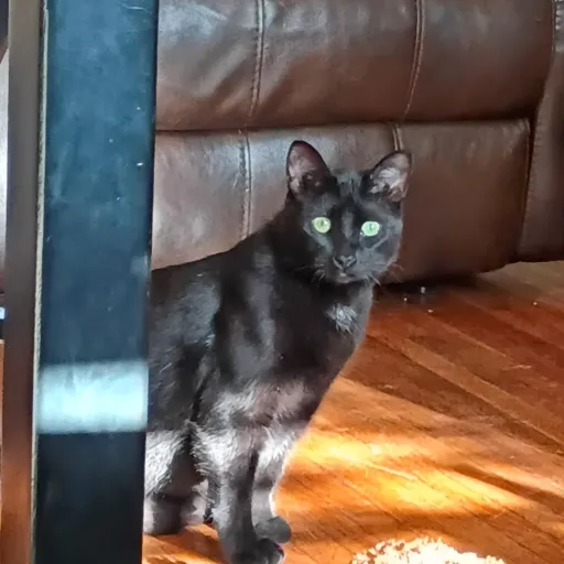 creator val and mushroom's avatar