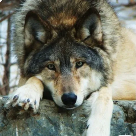 creator Evi_030309's avatar