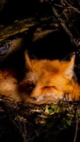 ai character: Fox background