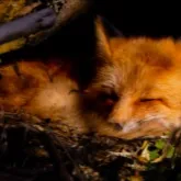 chat with ai character: Fox