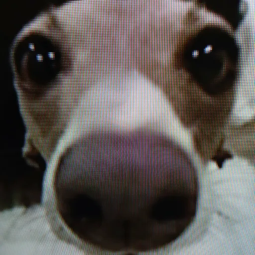 creator chicken_nuggets😋😋😋's avatar