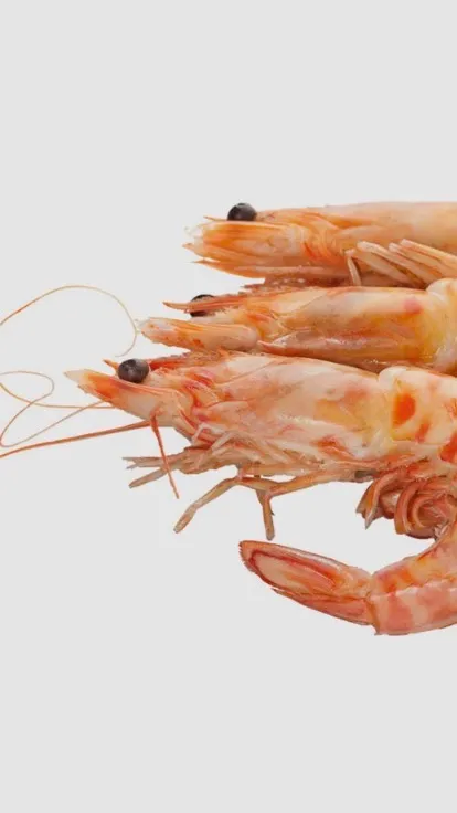 ai character: Shrimp background