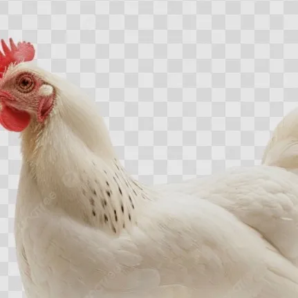 chat with ai character: Chicken