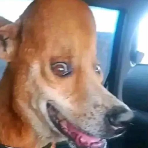 creator Call me Asher's avatar