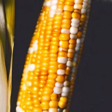 chat with ai character: Corn on the cob