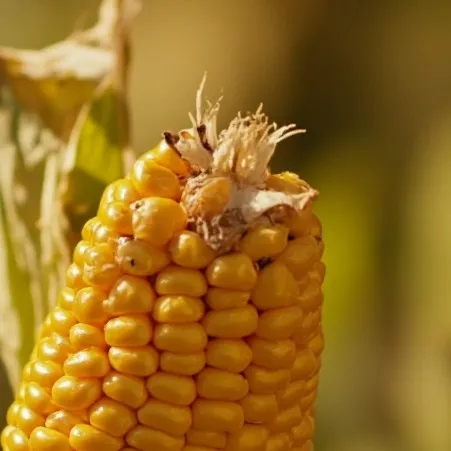 chat with ai character: Corn on the cob