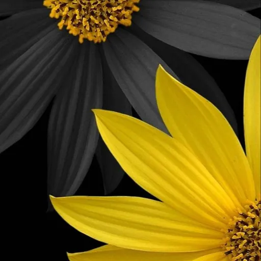 creator Infinity Solutions's avatar