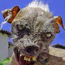 creator I heart rats's avatar