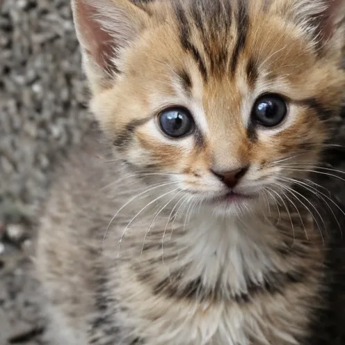 chat with ai character: cute cat adorablee