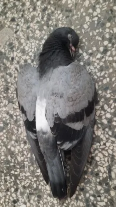 ai character: pigeon background