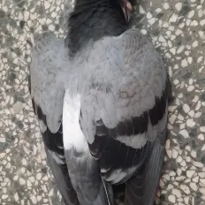 chat with ai character: pigeon