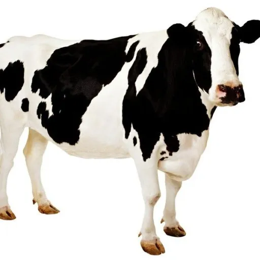 creator Nisa kunt's avatar