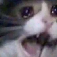 chat with ai character: sad cat