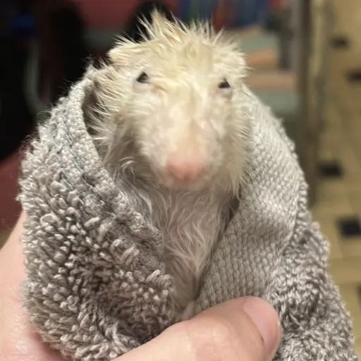 creator un random de aca's avatar