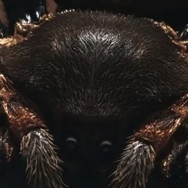 chat with ai character: Tarántula