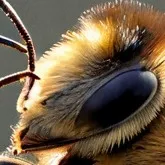 chat with ai character: Abeja