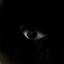 creator retolam de peru's avatar