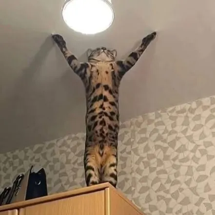 creator Isla@🪷's avatar