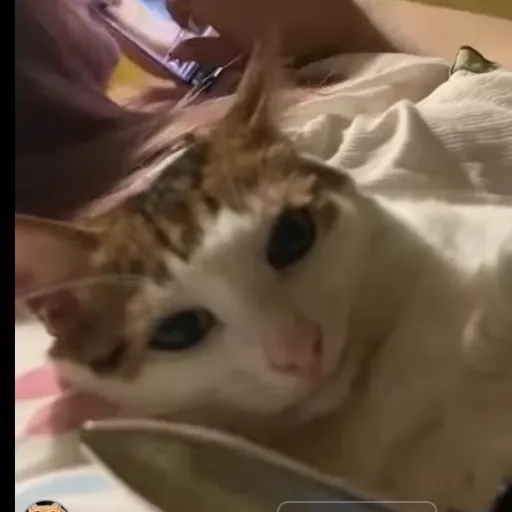 creator Kaiprogametag11's avatar