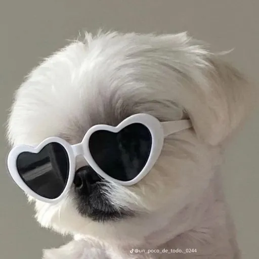 creator Joha Quispe's avatar