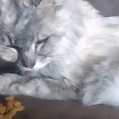 creator Avalyn 🦅's avatar