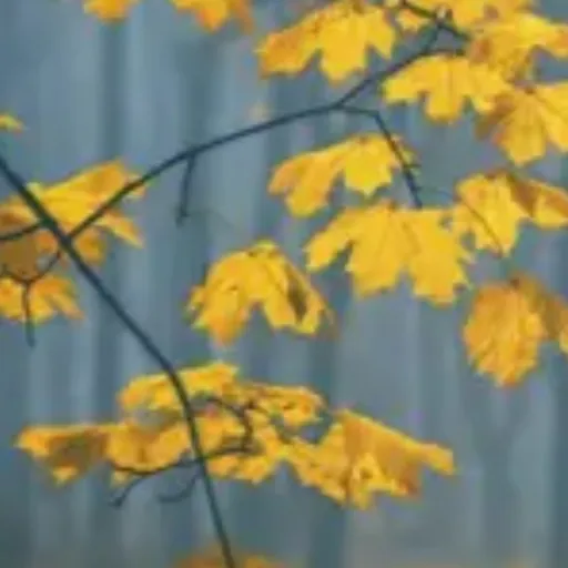 creator Talkior-P0hvB2pn's avatar