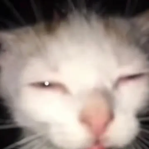 creator third night's avatar