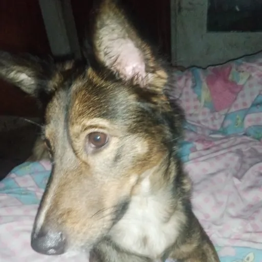 creator digital Sigmapomni's avatar