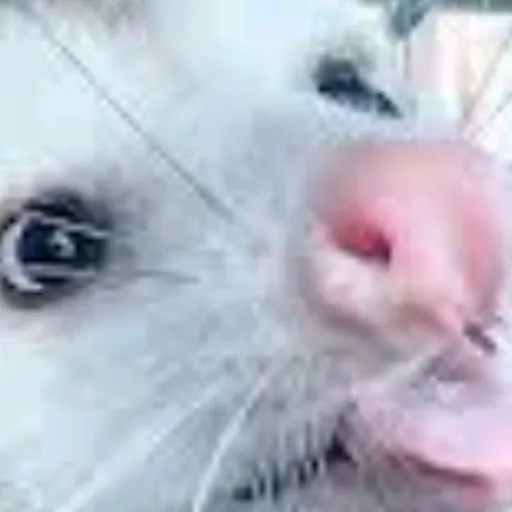 creator UR_LOCAL_POSSUM!!!'s avatar