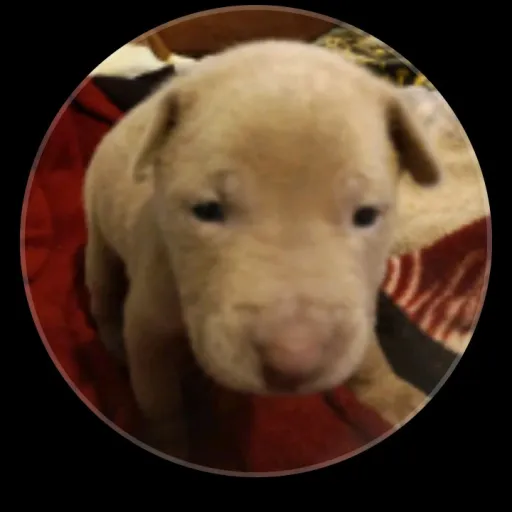 creator Jmegumi's avatar