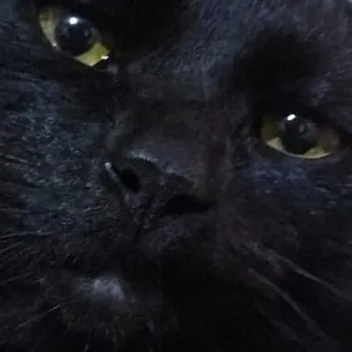 creator ★Shadow the cat★'s avatar