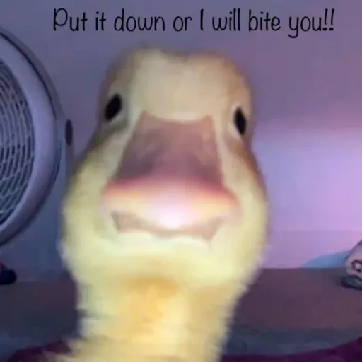 creator Bella 1243's avatar