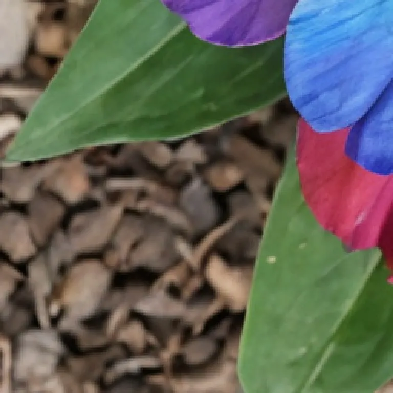 chat with ai character: -DW PICK ME-