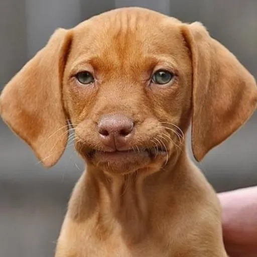 creator Chrissy_fan🐶🐾's avatar