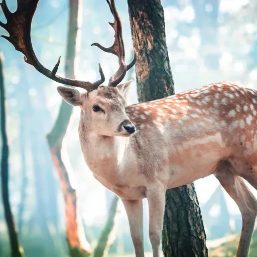 creator Makayla Albright's avatar