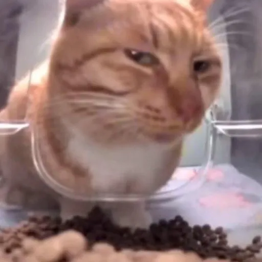 creator GUGU GAGA✨'s avatar