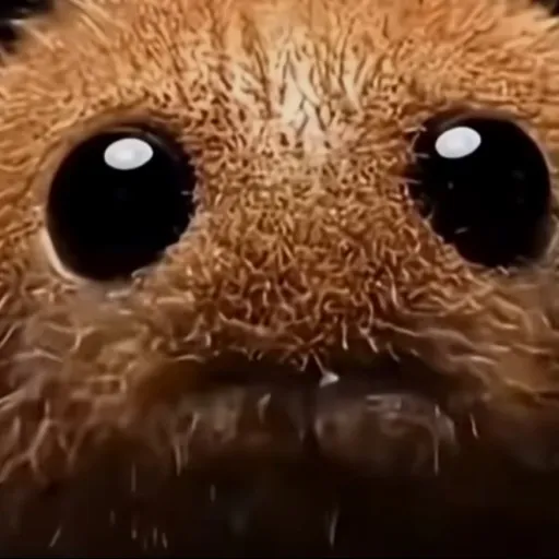 creator STARISCUTE's avatar