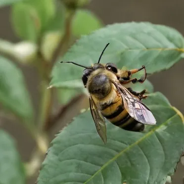 chat with ai character: bee