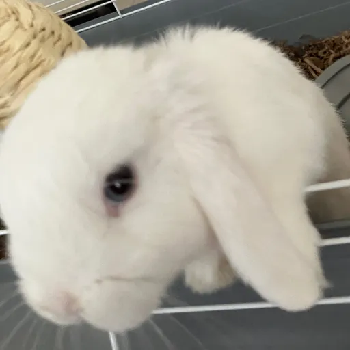 creator ILOVE BUNNY's avatar