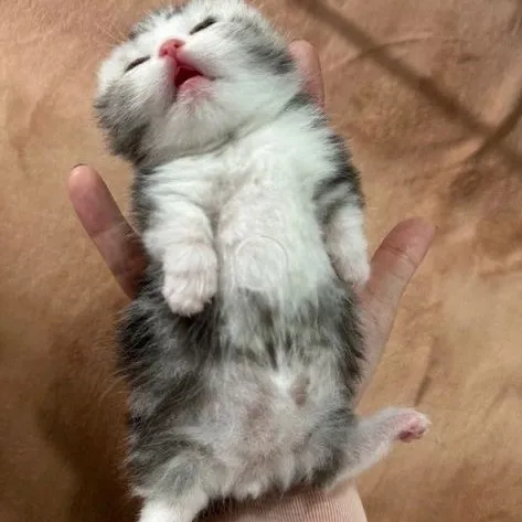 creator davigostos0's avatar