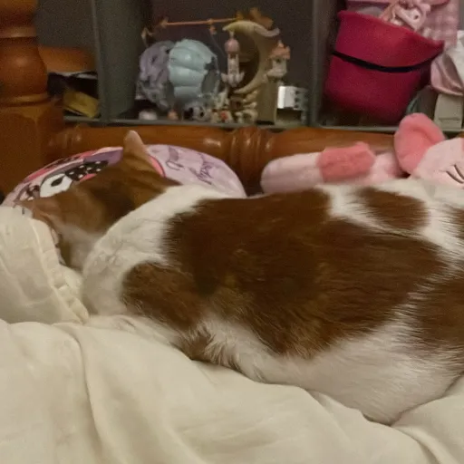 creator Talkior-OLtjPvDk's avatar